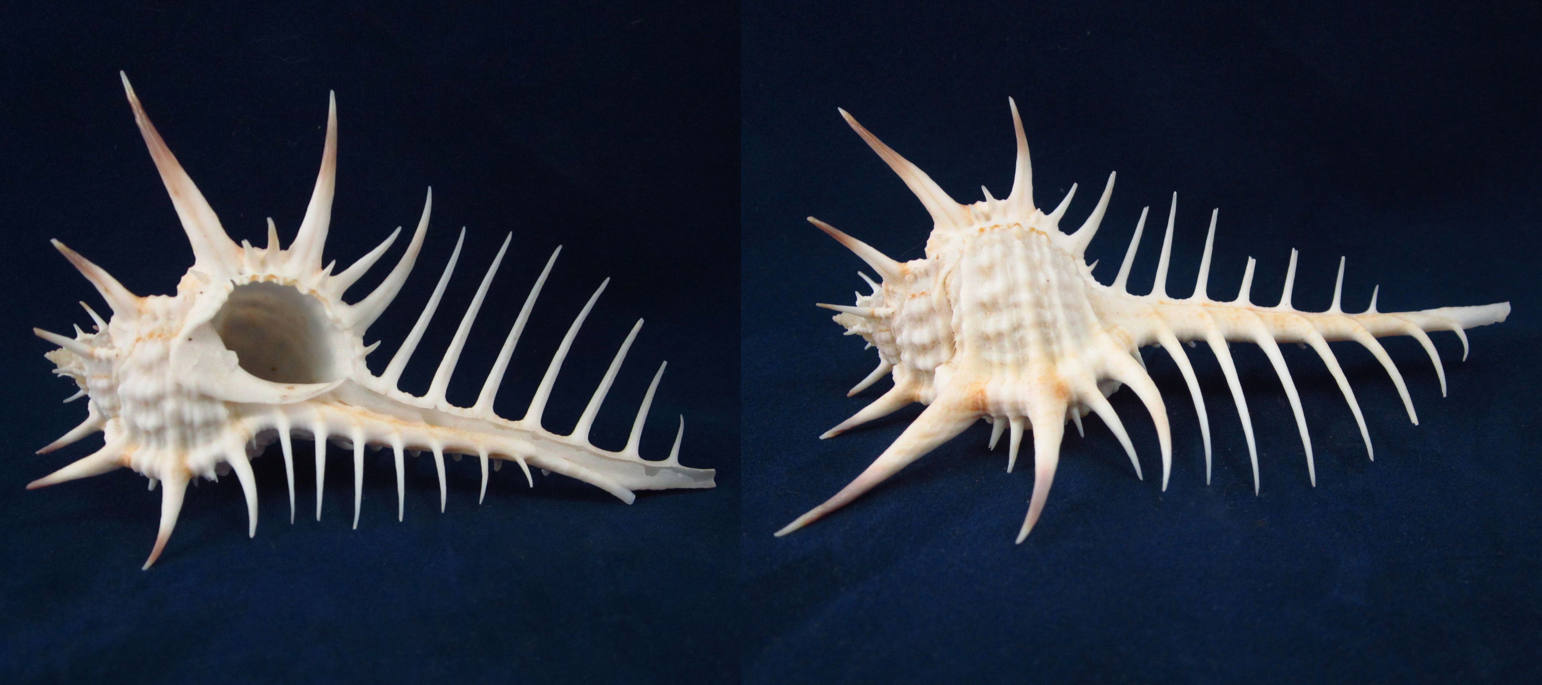 Артикул: MurMuNi-10