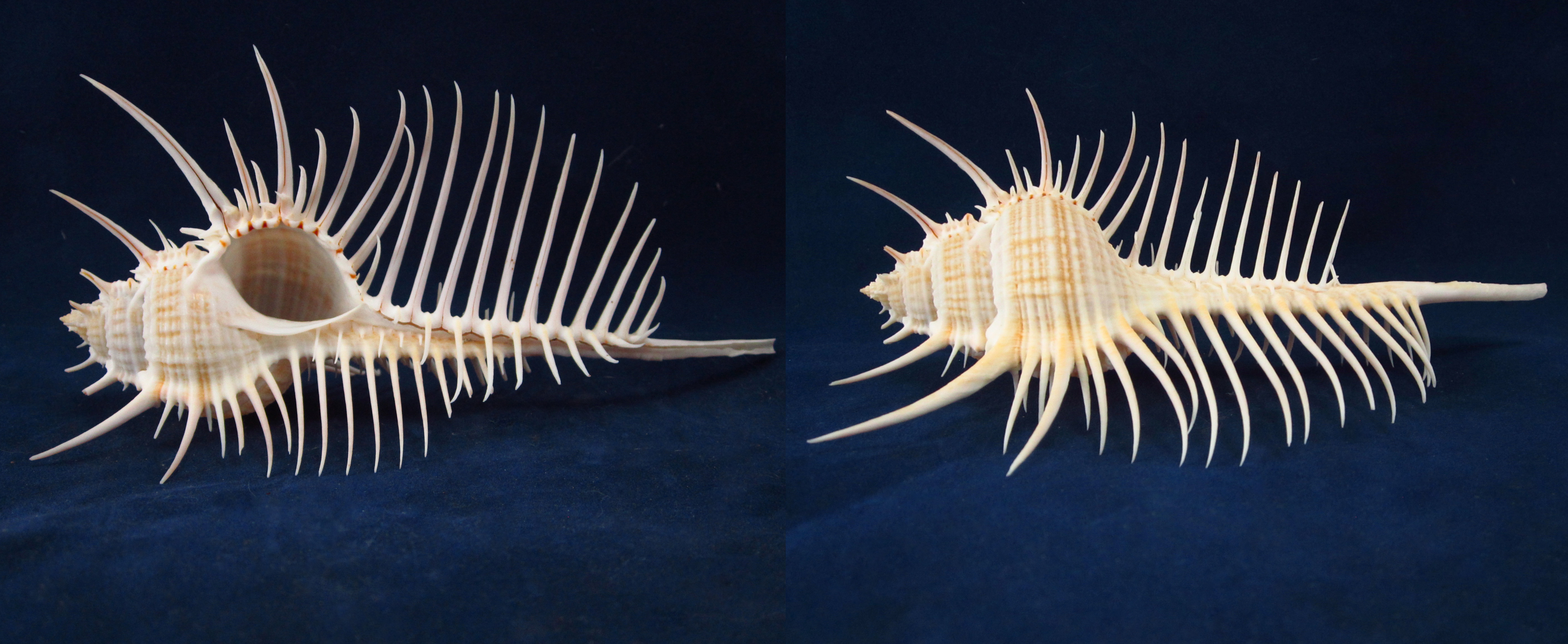 Артикул: MurMuPe-06