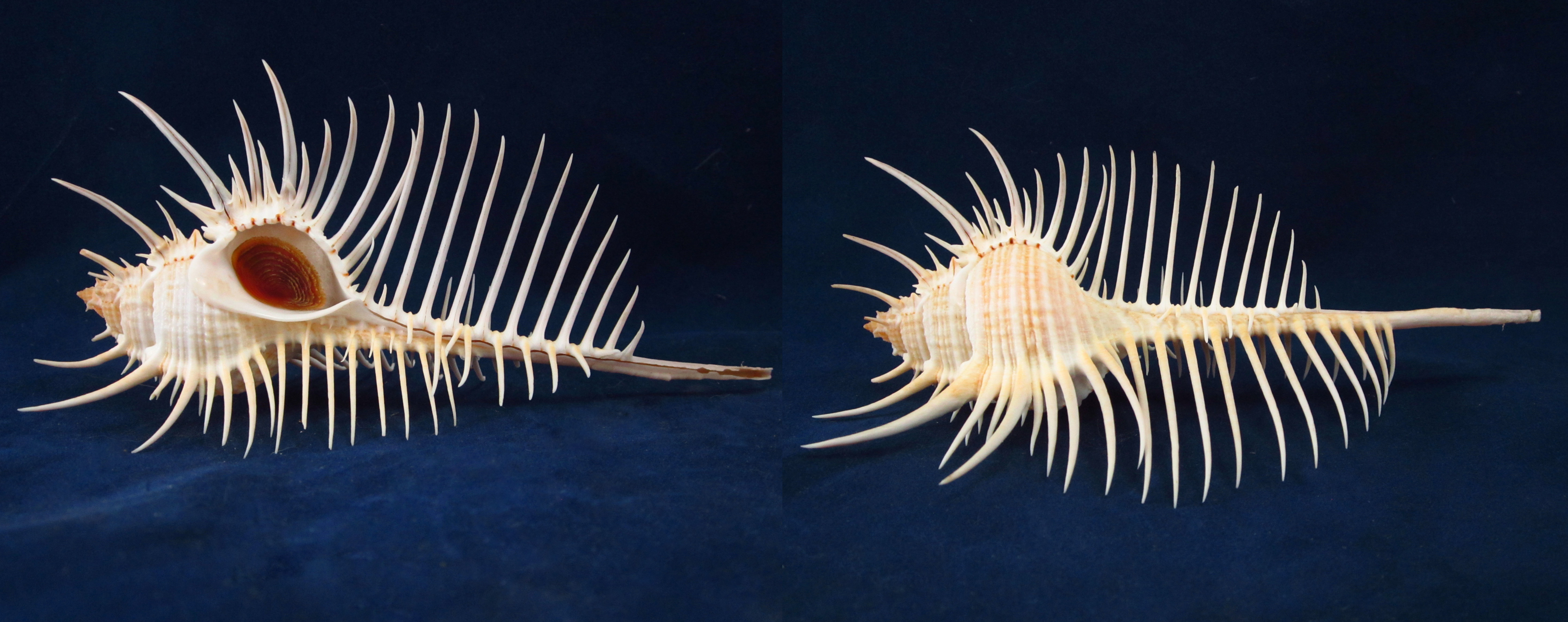 Артикул: MurMuPe-12