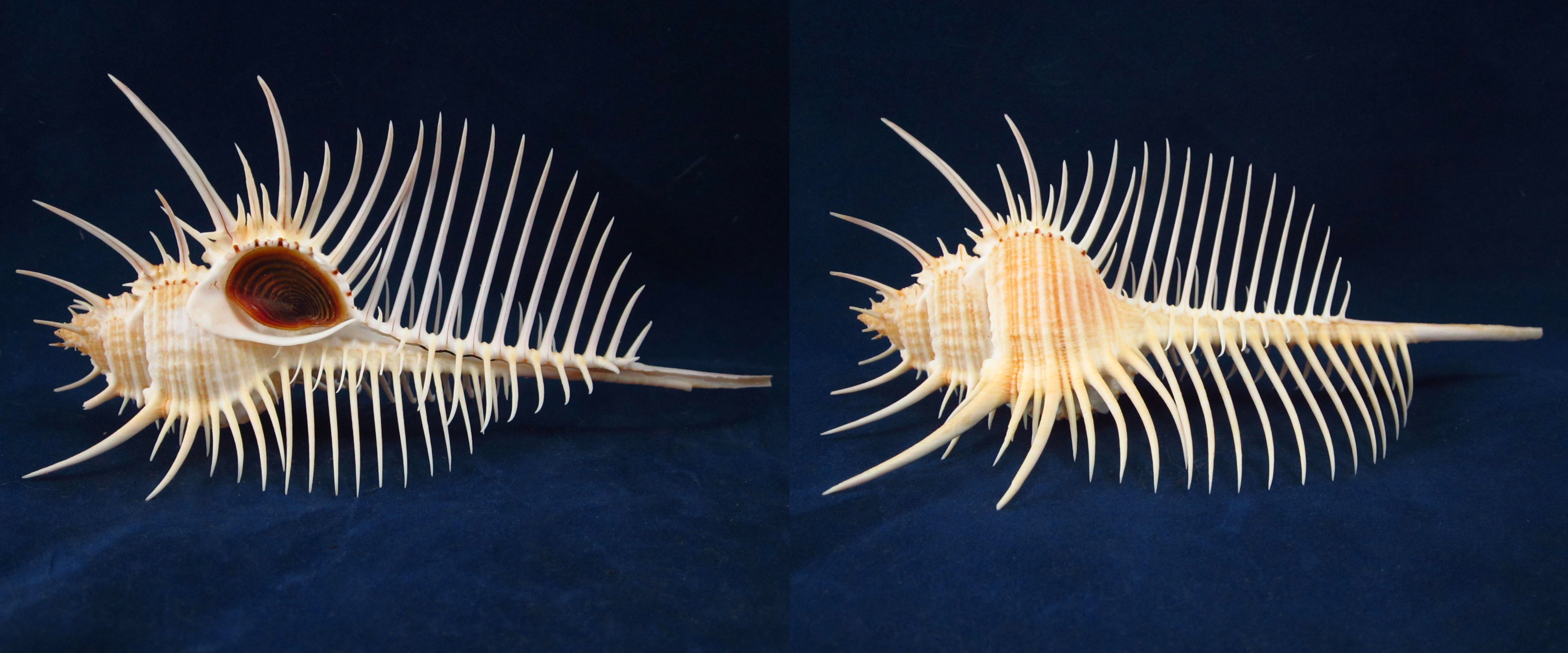 Артикул: MurMuPe-15