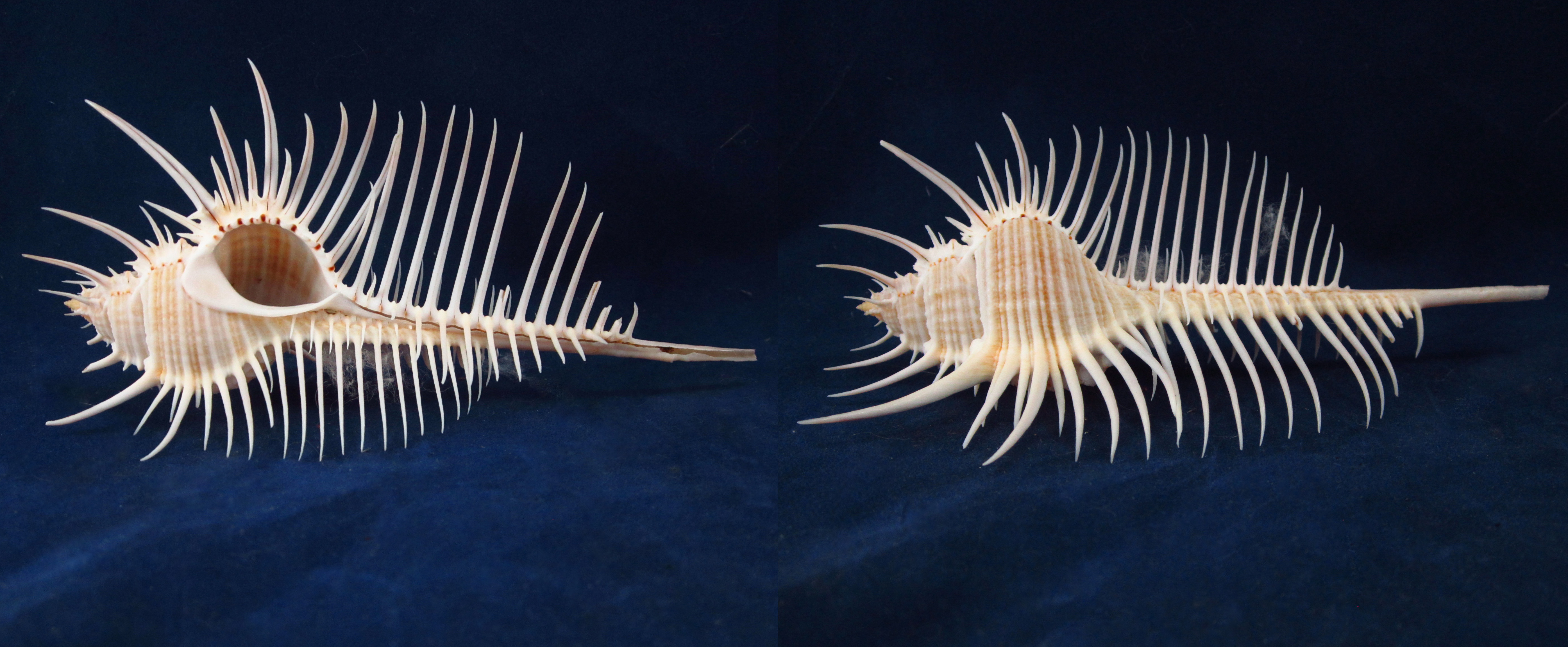 Артикул: MurMuPe-18