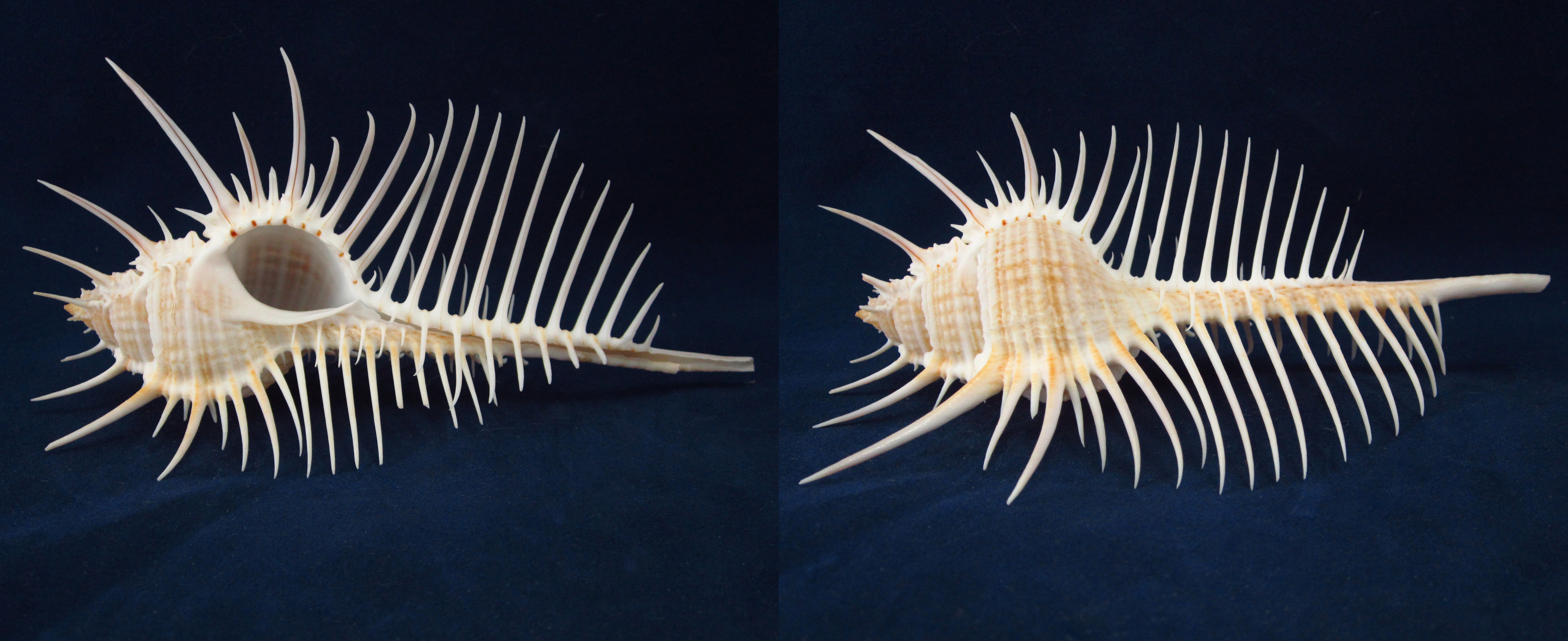 Артикул: MurMuPe-21