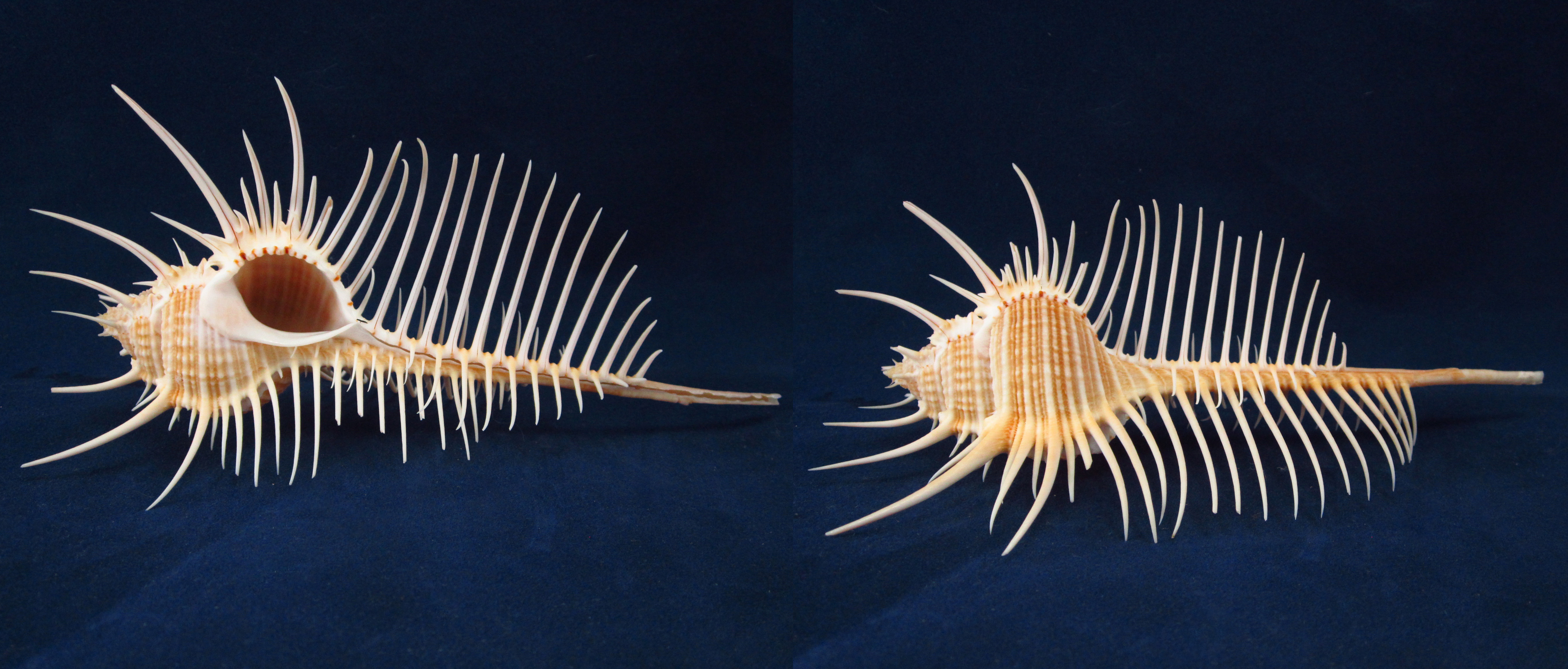 Артикул: MurMuPe-27