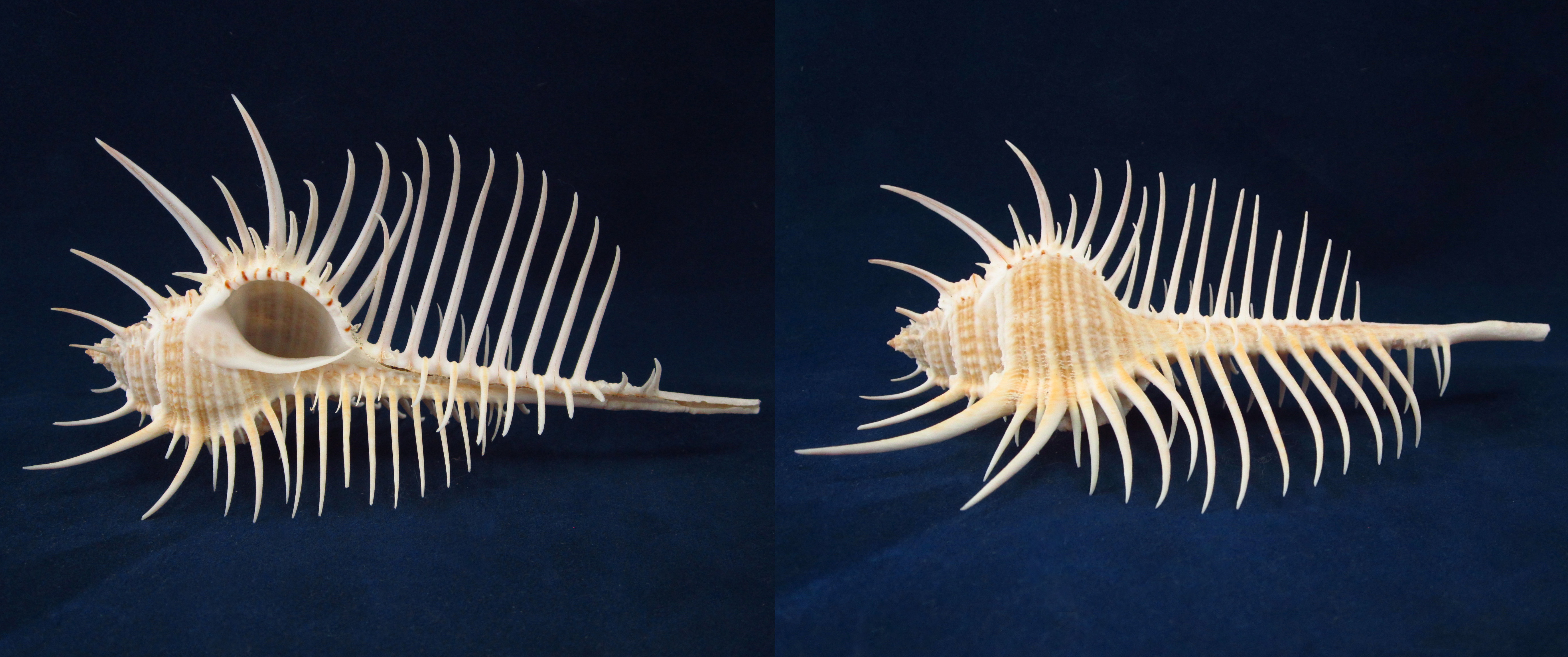 Артикул: MurMuPe-30