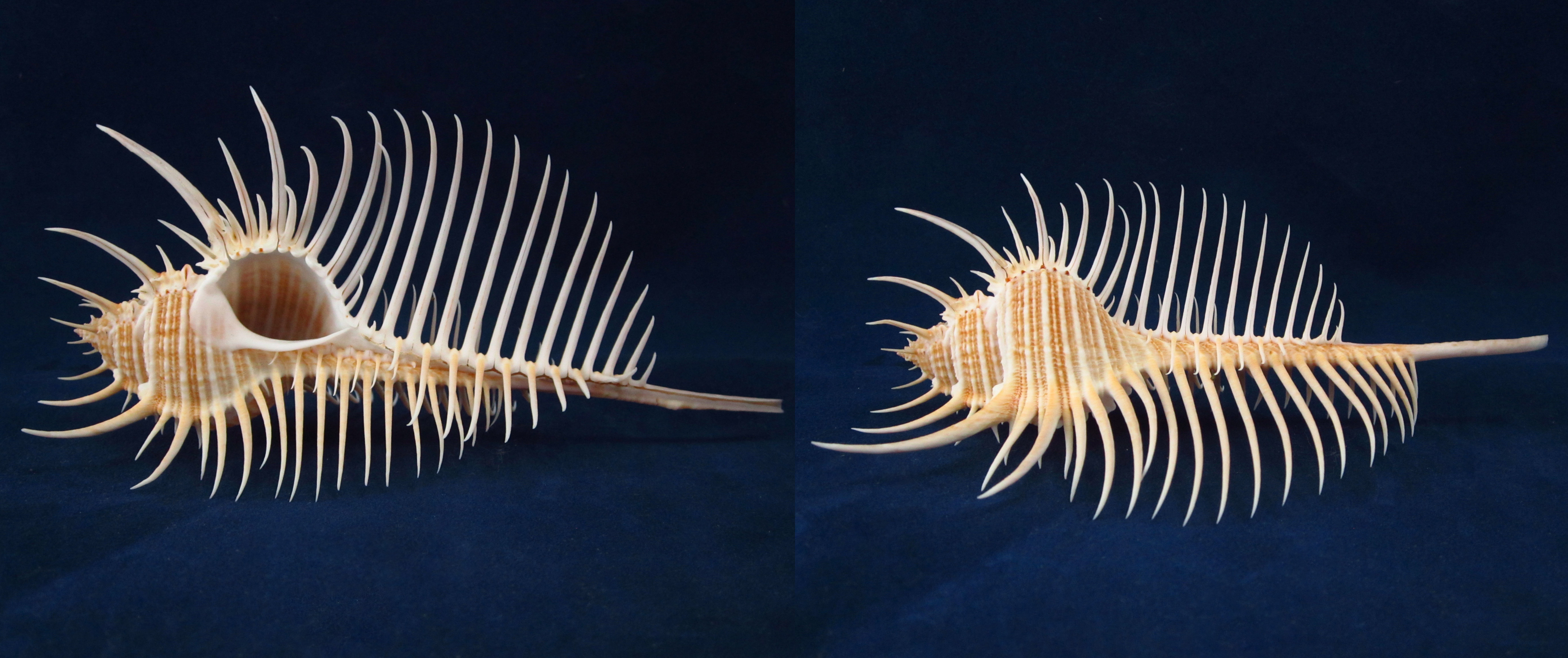 Артикул: MurMuPe-36