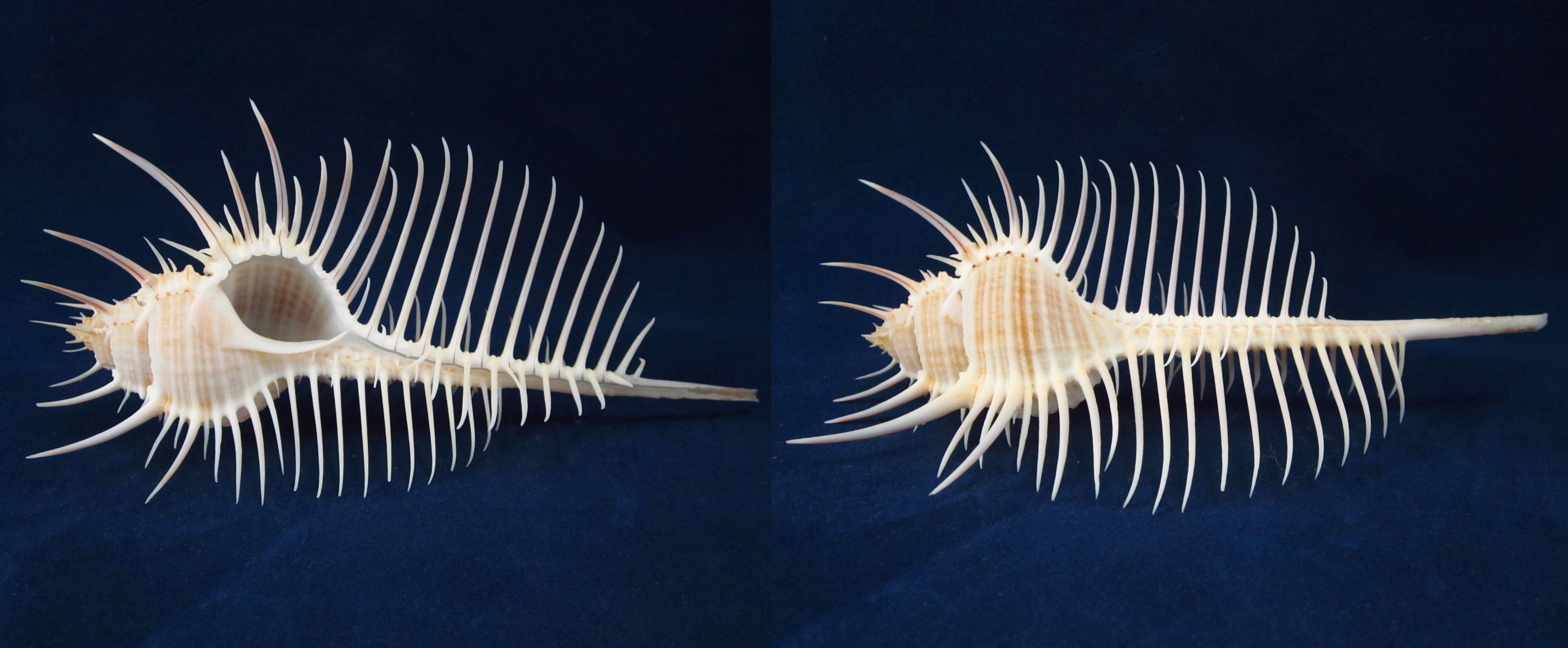 Артикул: MurMuPe-39