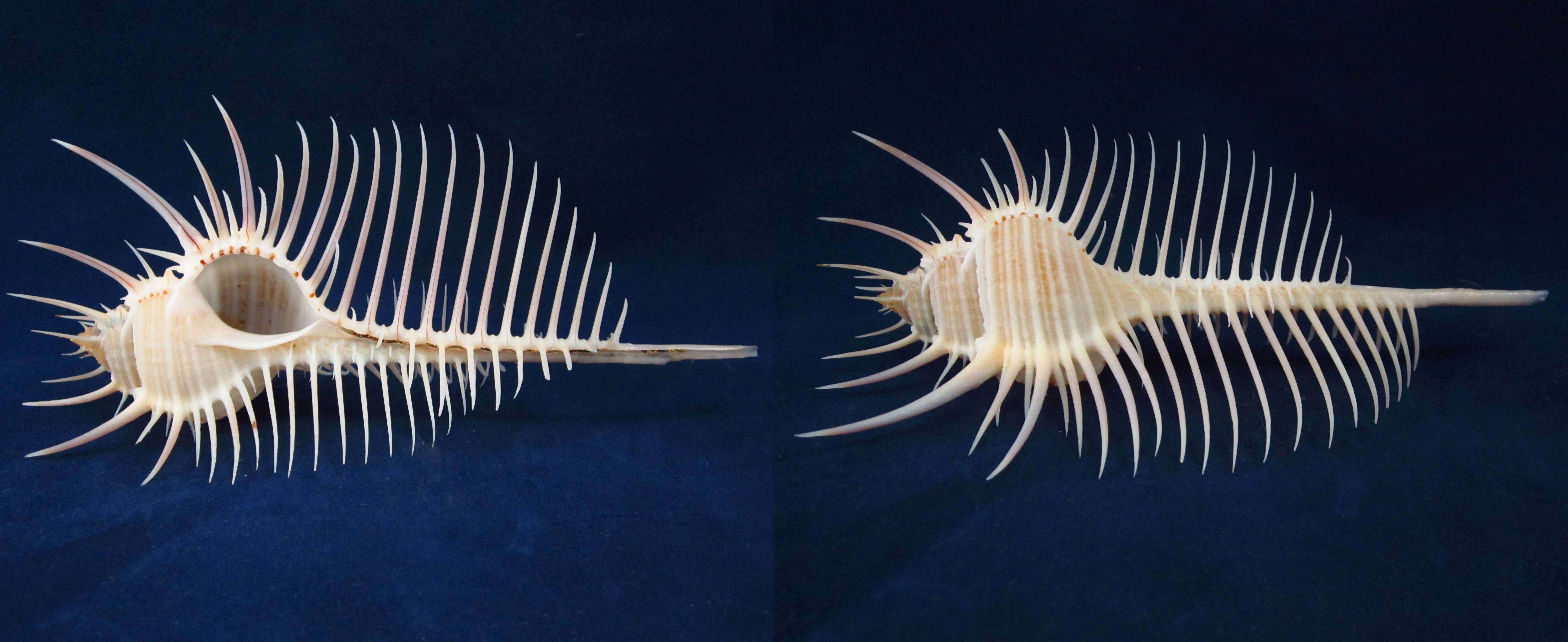 Артикул: MurMuPe-42