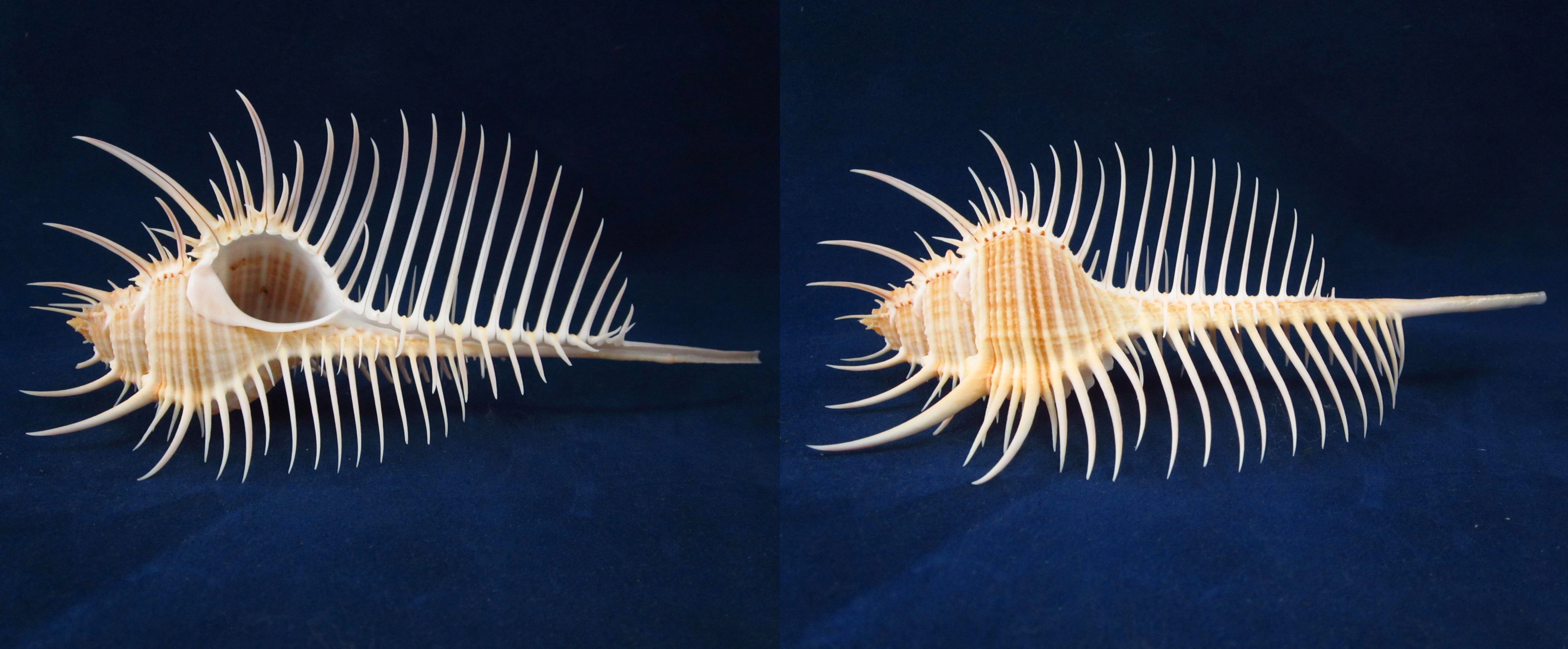 Артикул: MurMuPe-45