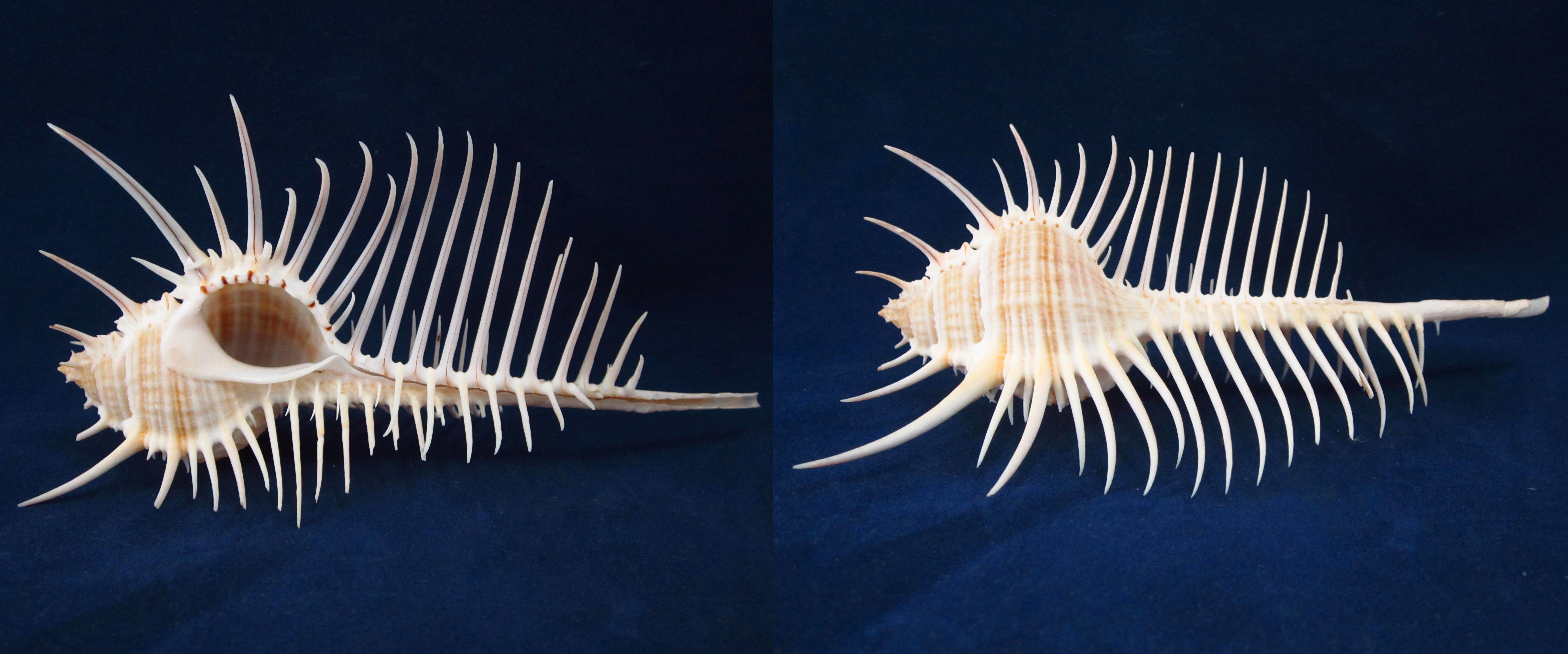 Артикул: MurMuPe-54