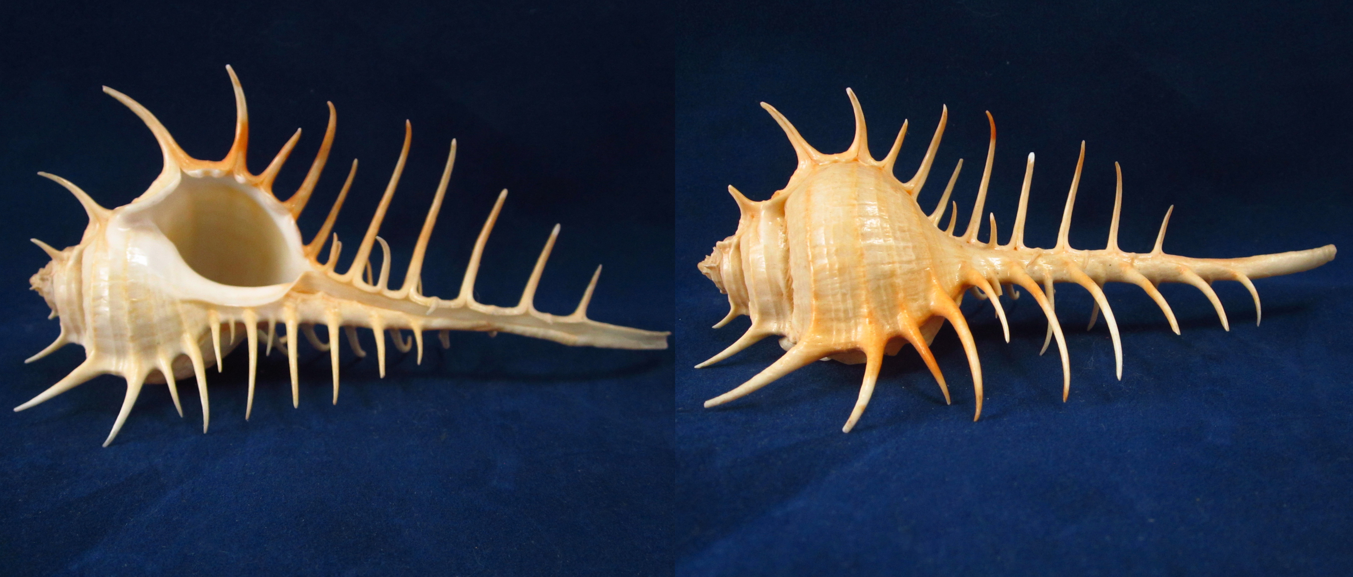 Артикул: MurMuSc-03