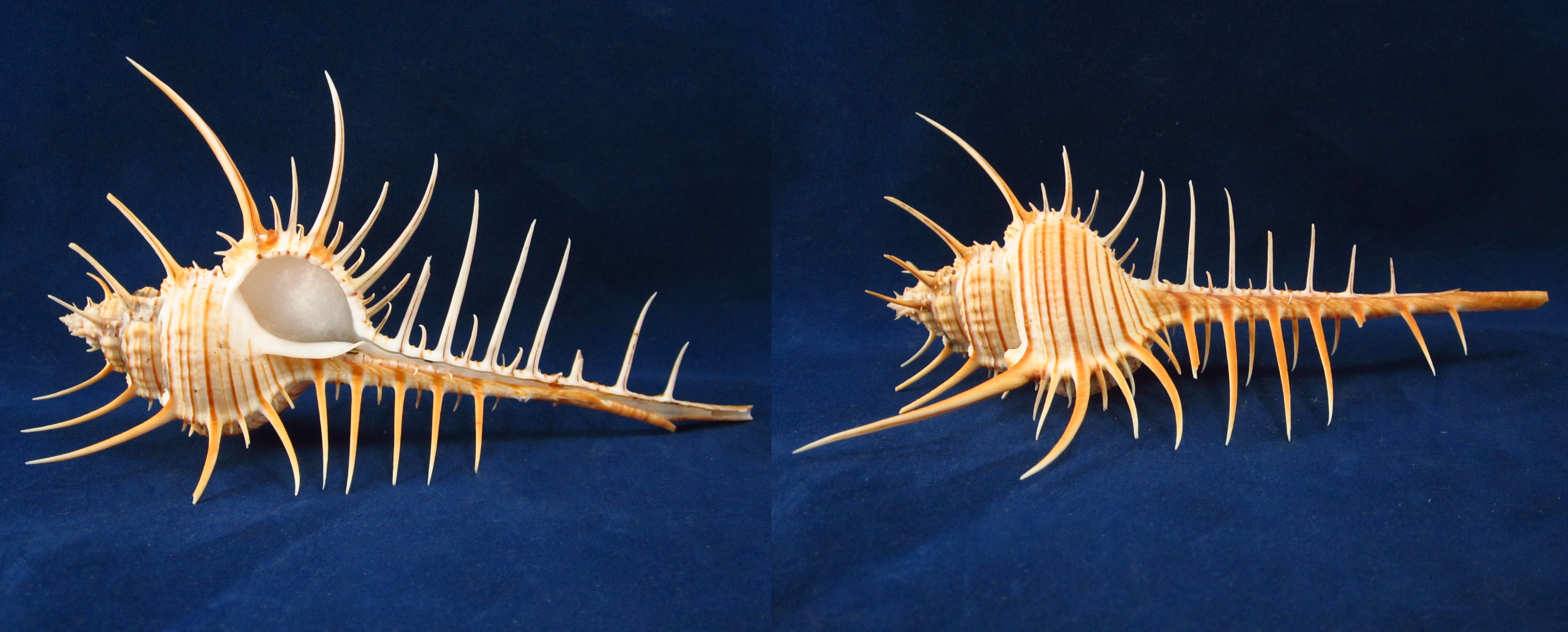 Артикул: MurMuTr-06