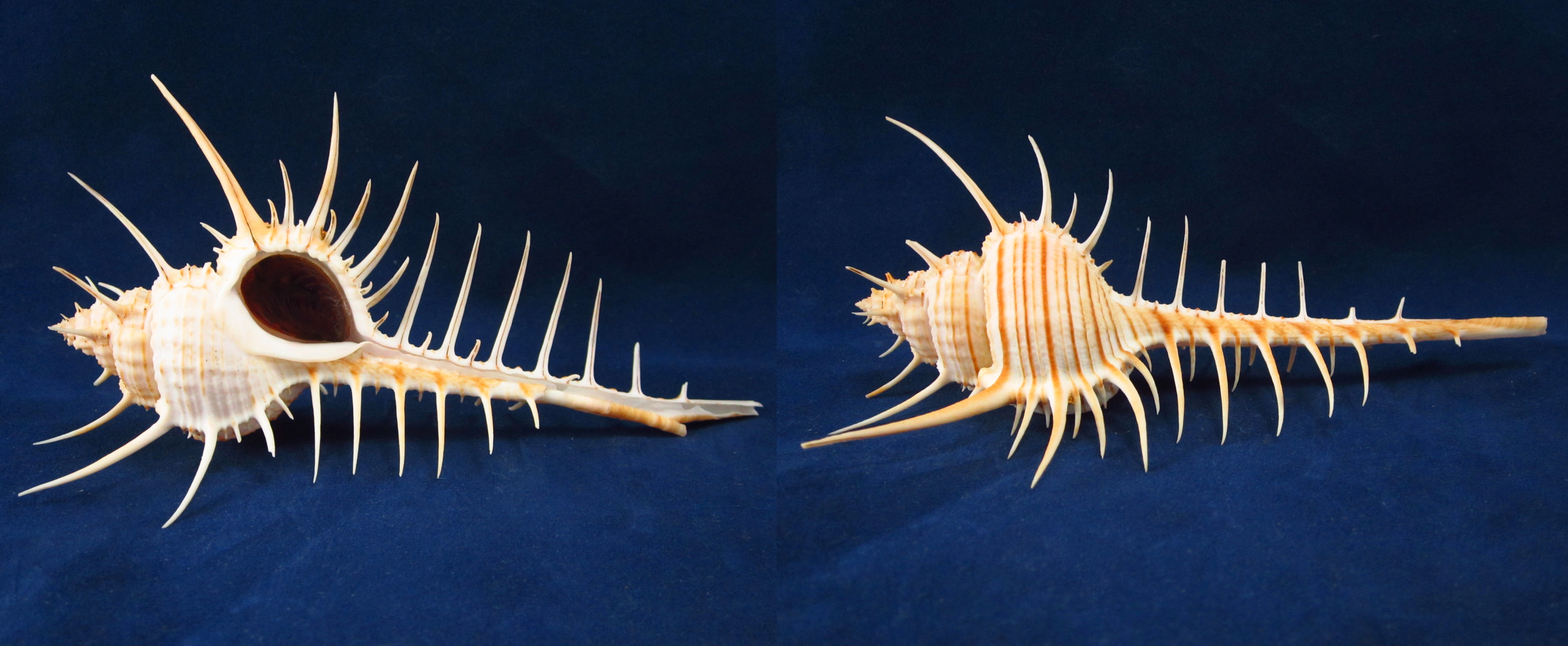 Артикул: MurMuTr-09