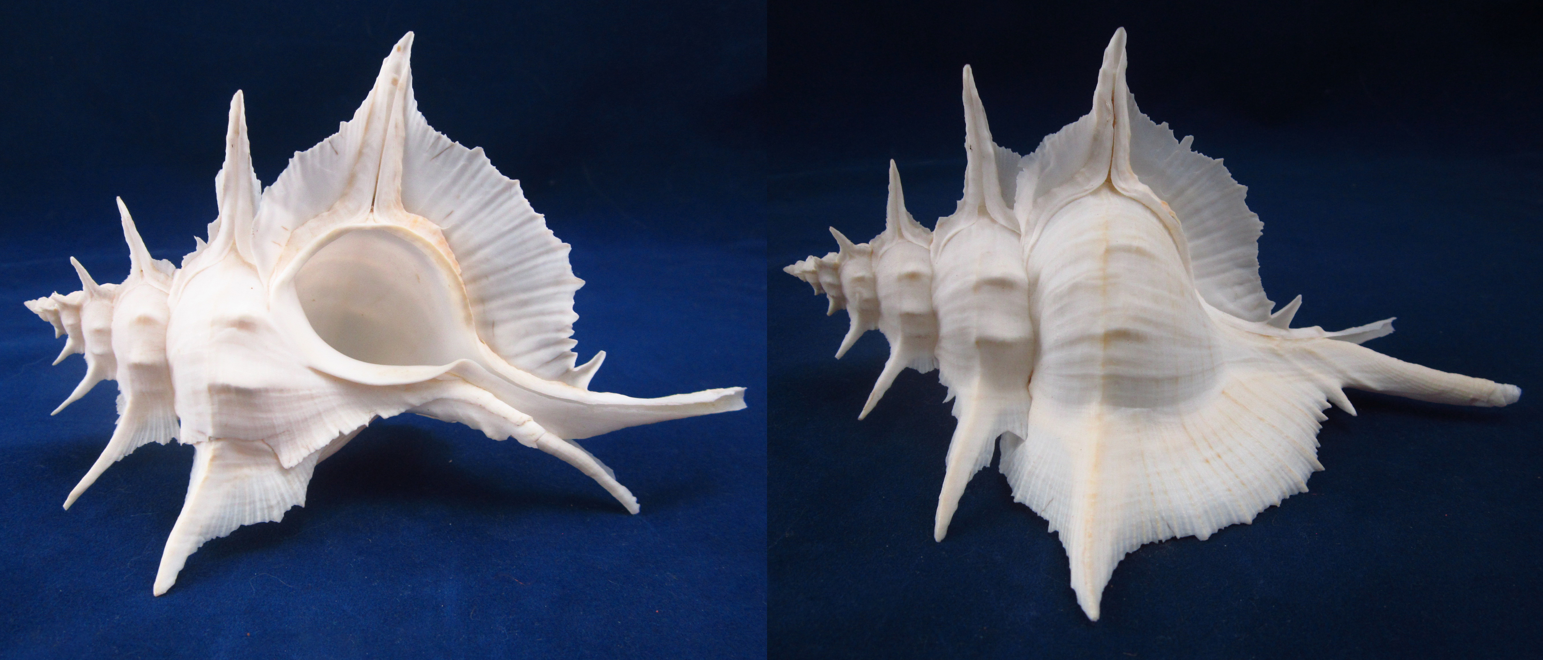 Артикул: MurSA-03