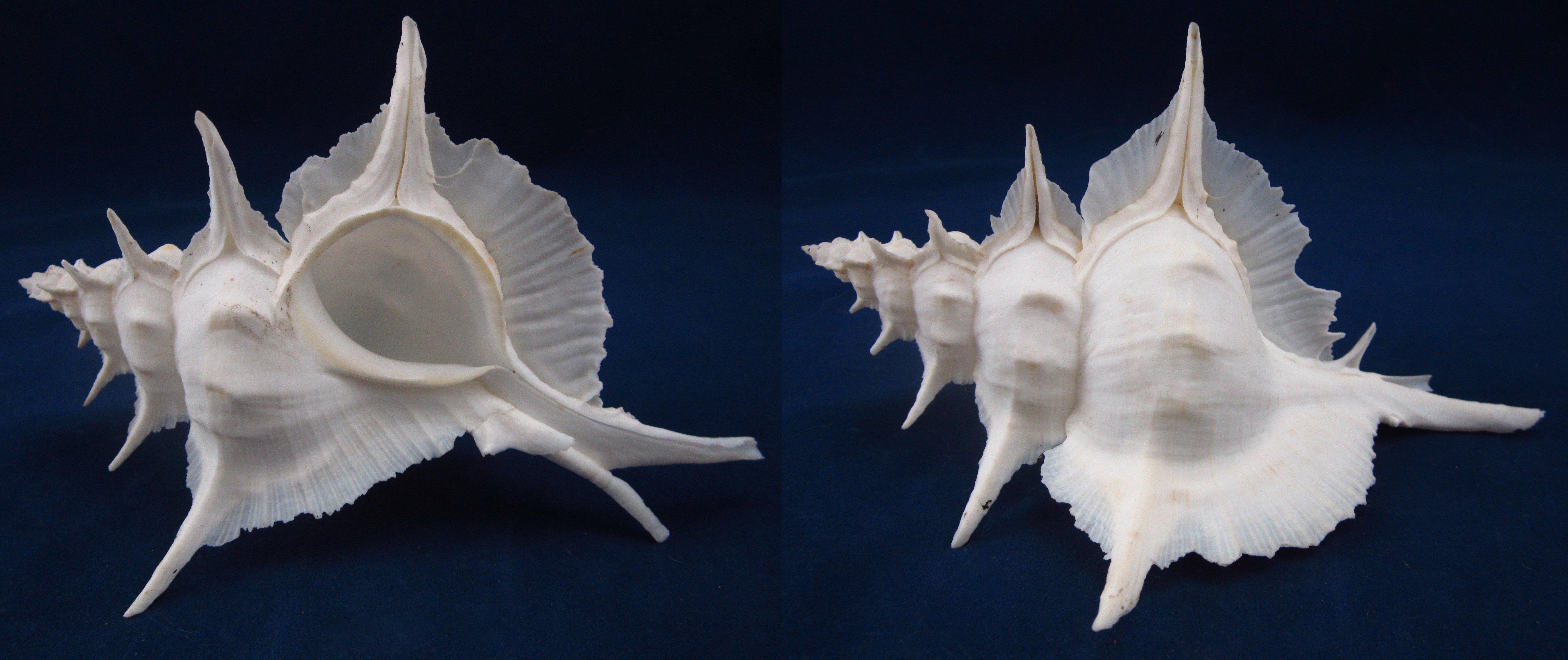 Артикул: MurSA-09