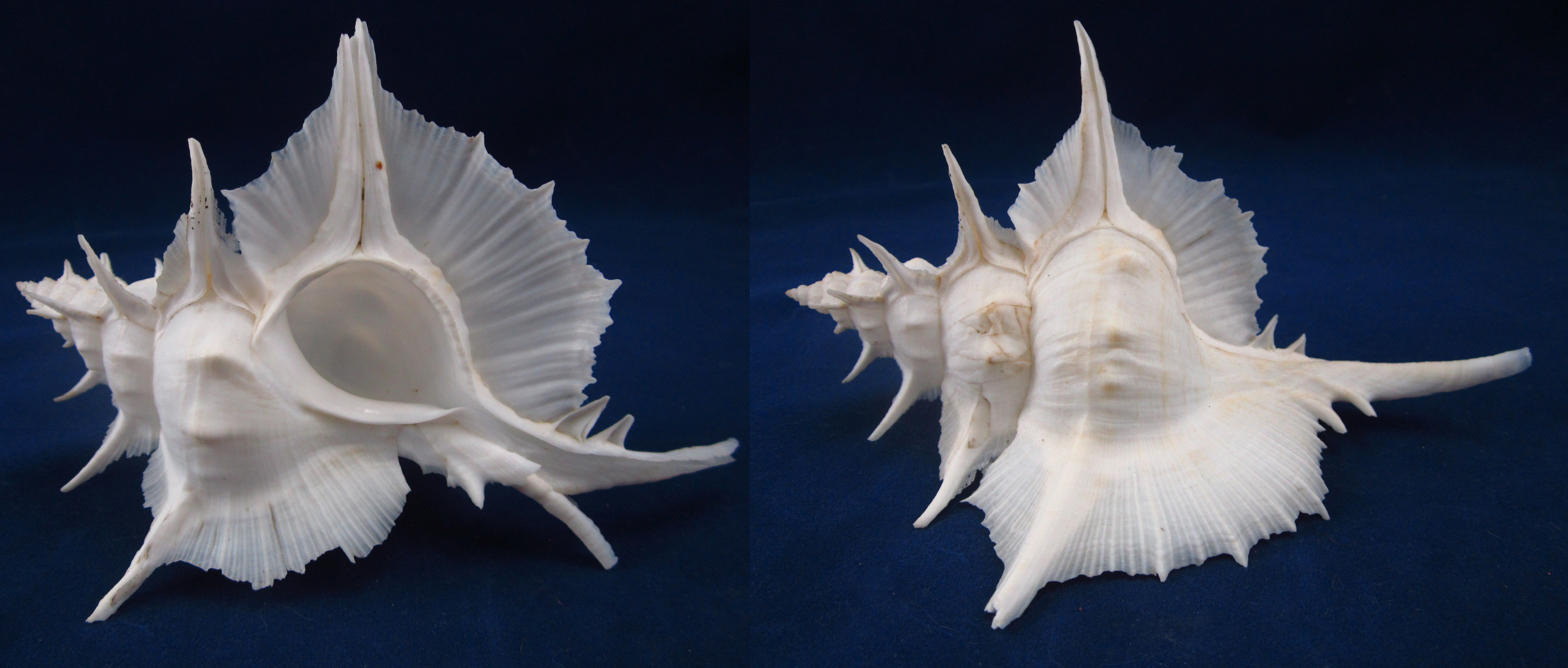 Артикул: MurSA-12