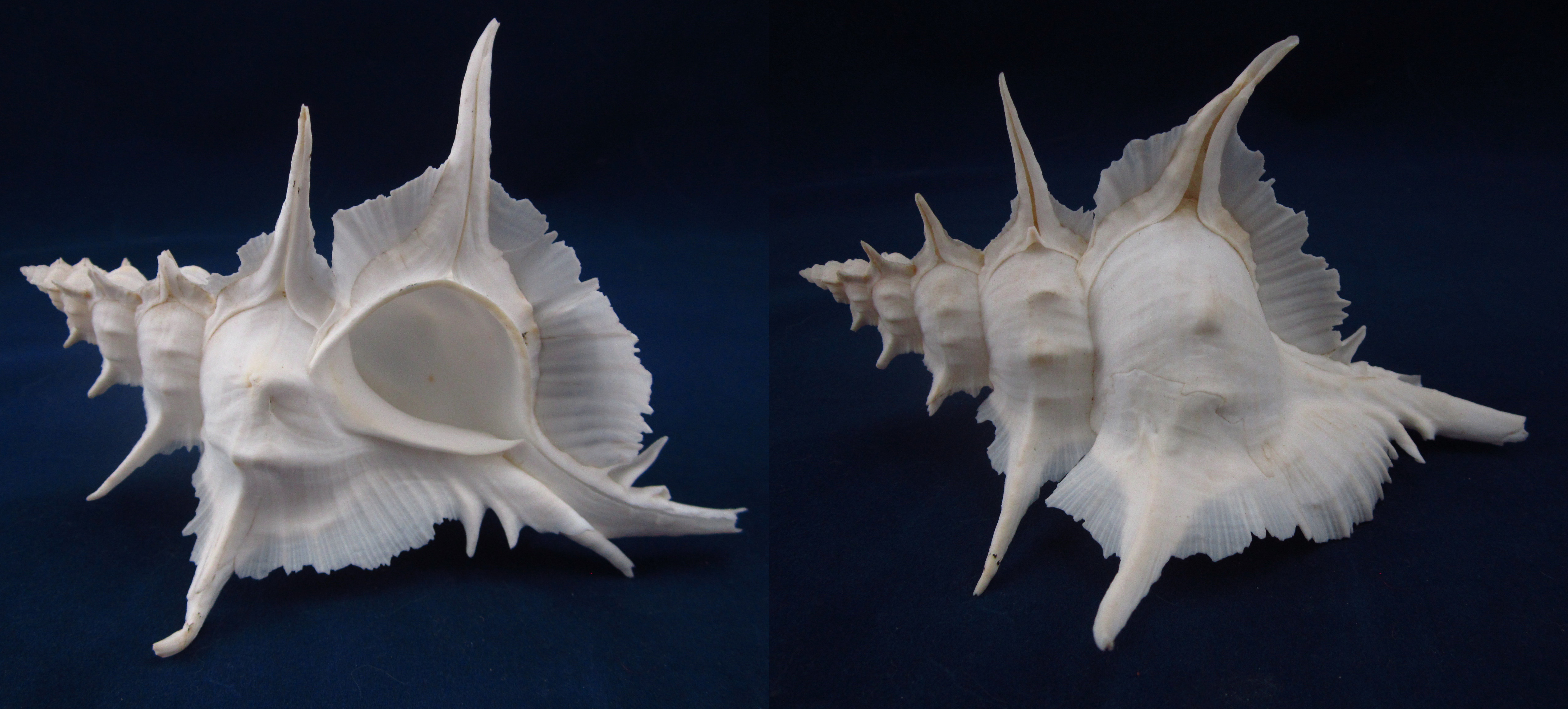 Артикул: MurSA-15