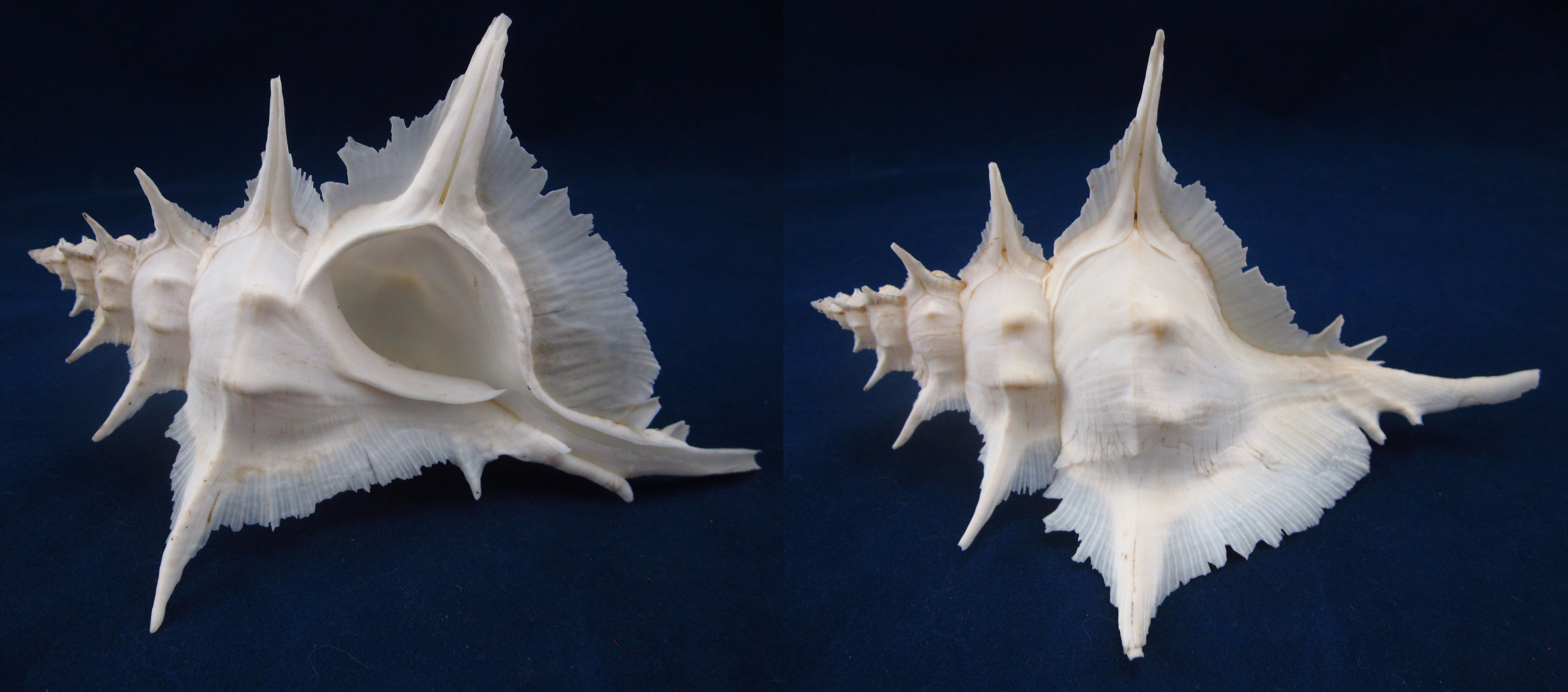 Артикул: MurSA-18