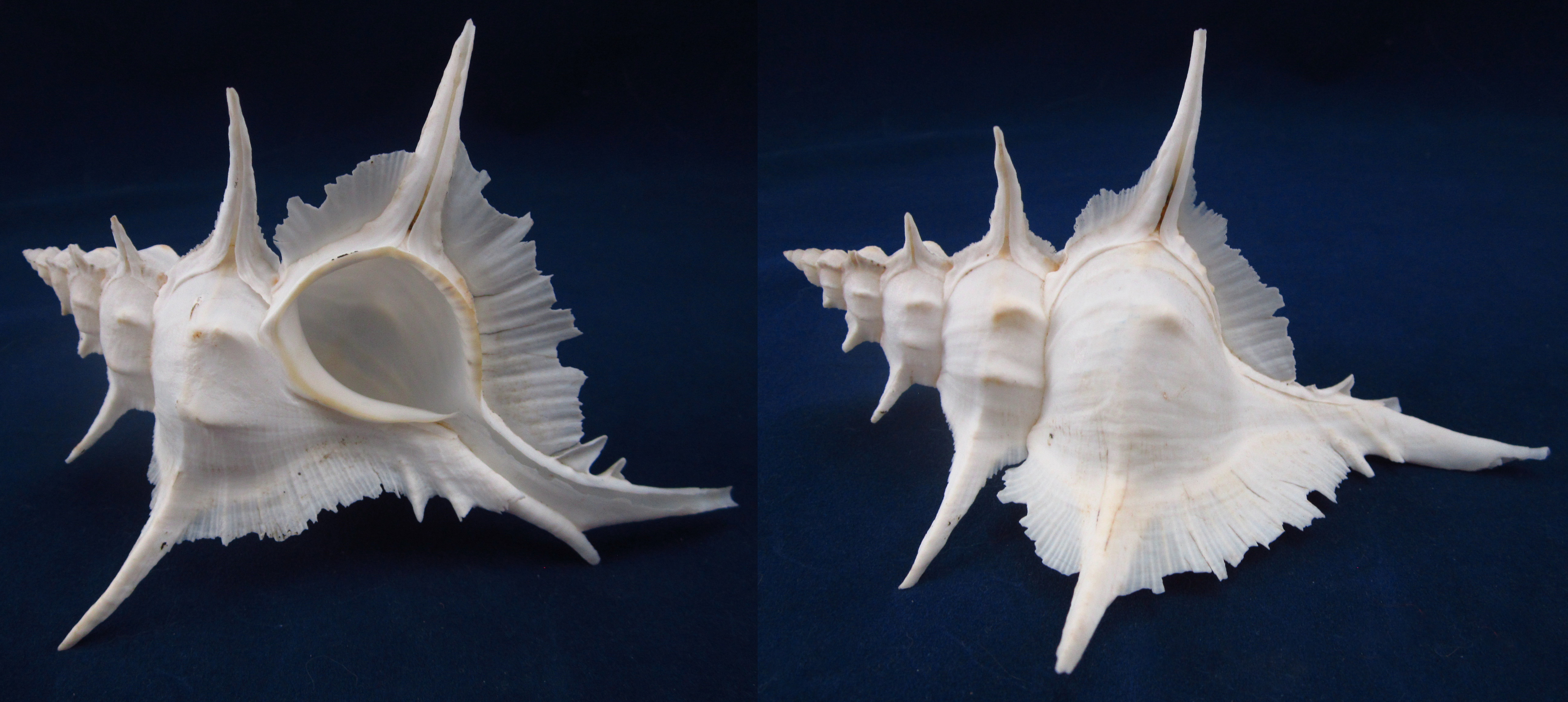 Артикул: MurSA-21