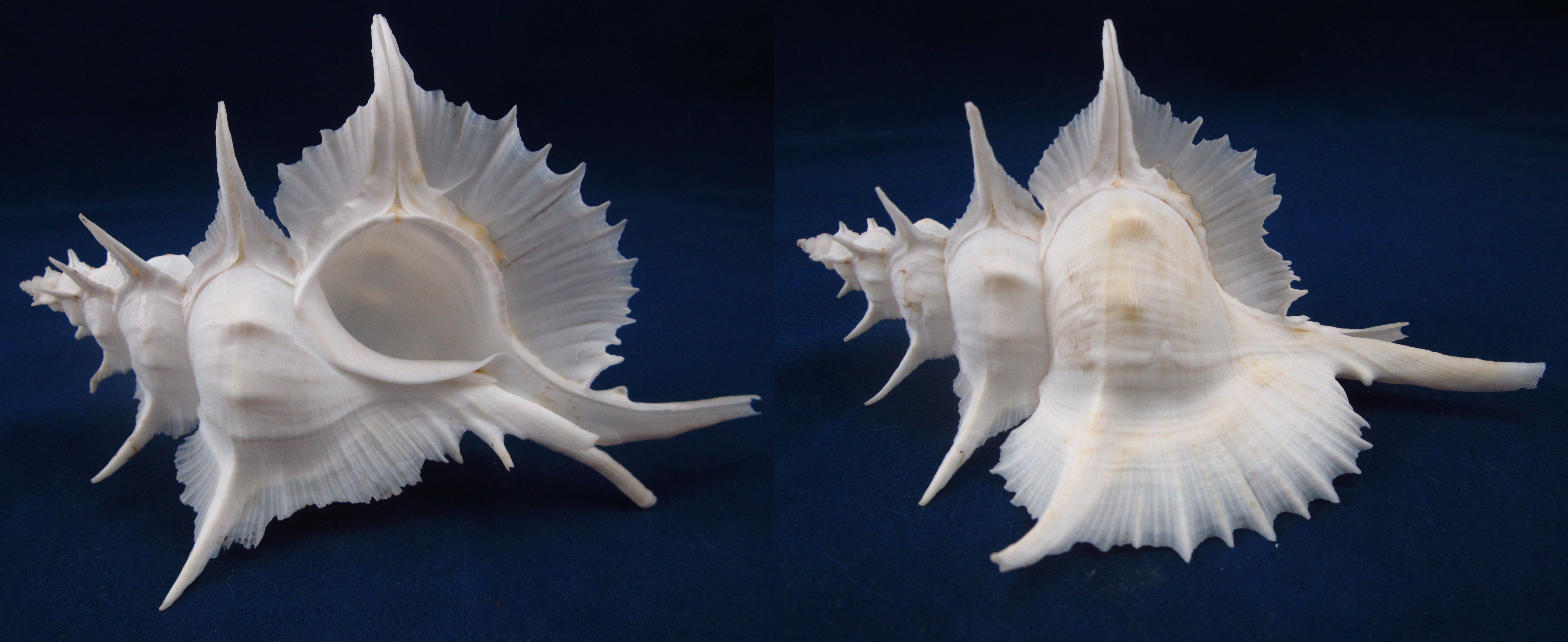 Артикул: MurSA-24