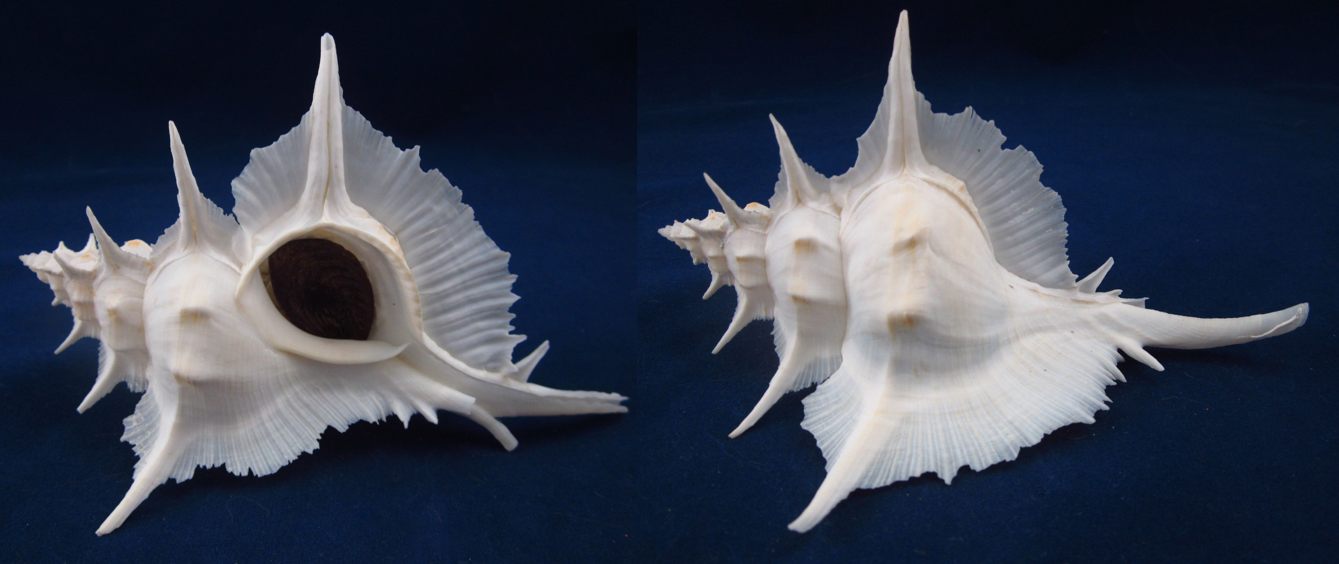 Артикул: MurSA-27