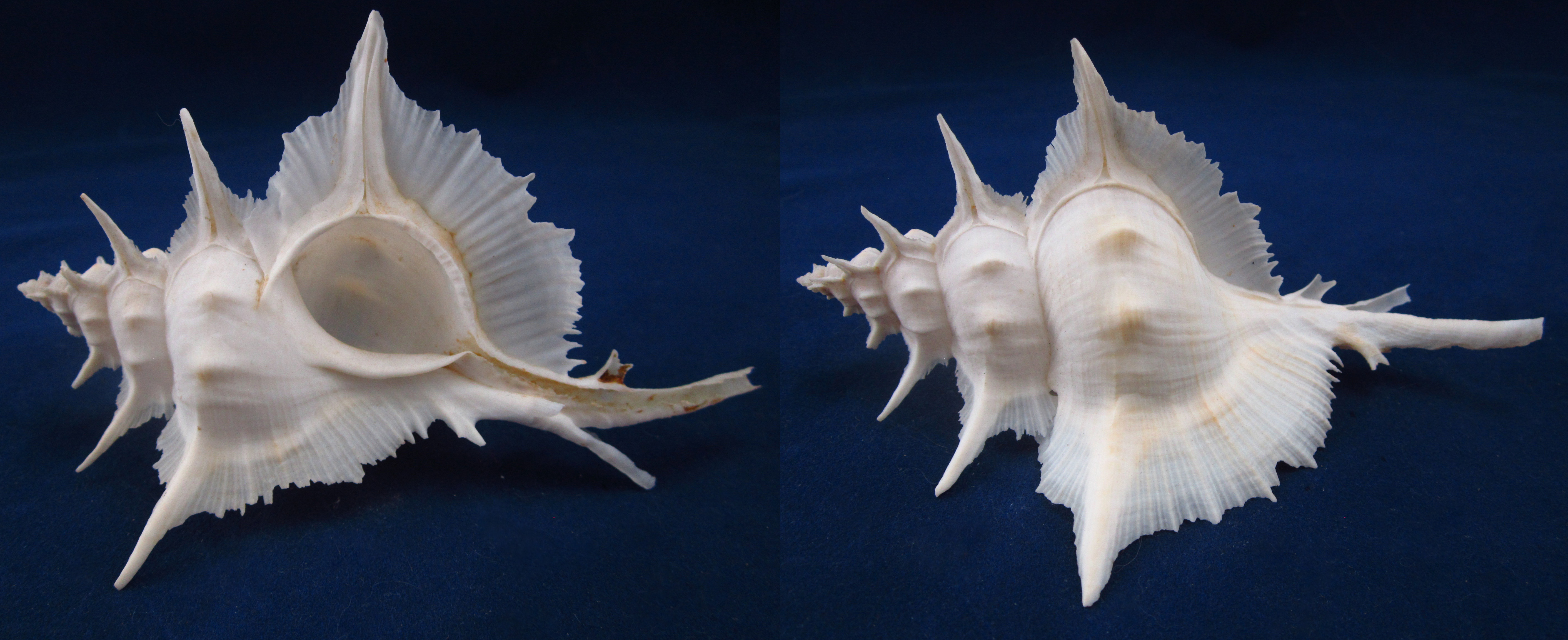 Артикул: MurSA-36