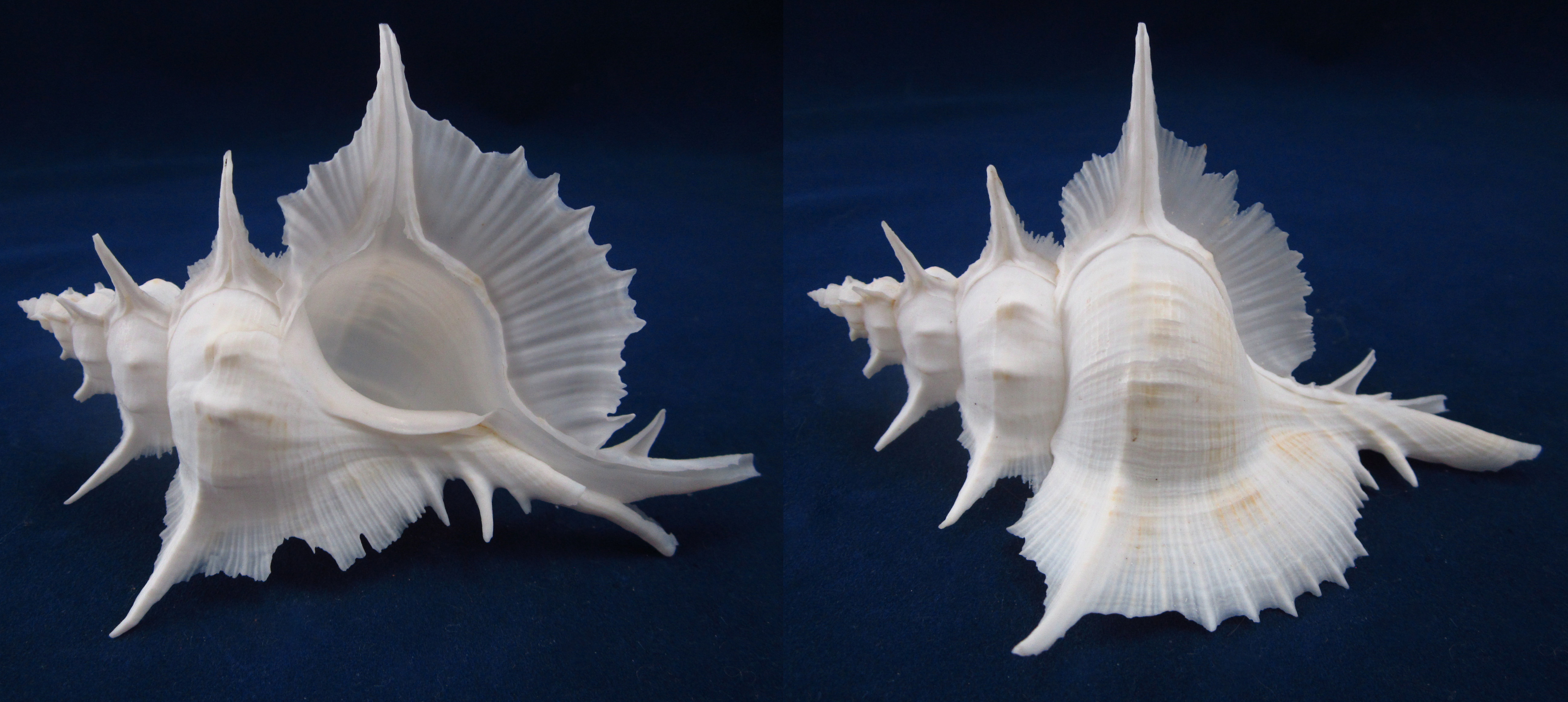 Артикул: MurSA-39