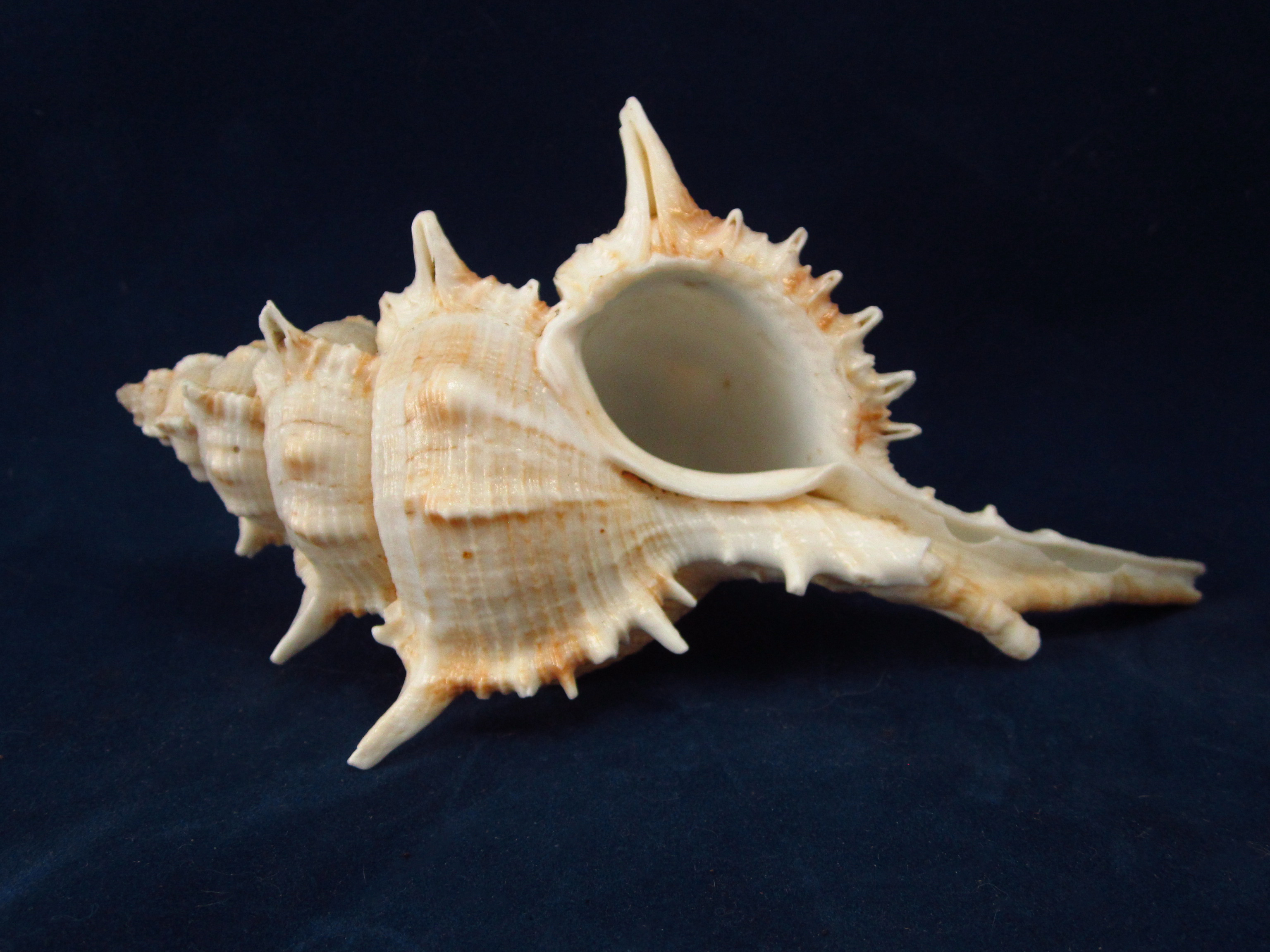 Артикул: MurSP-06