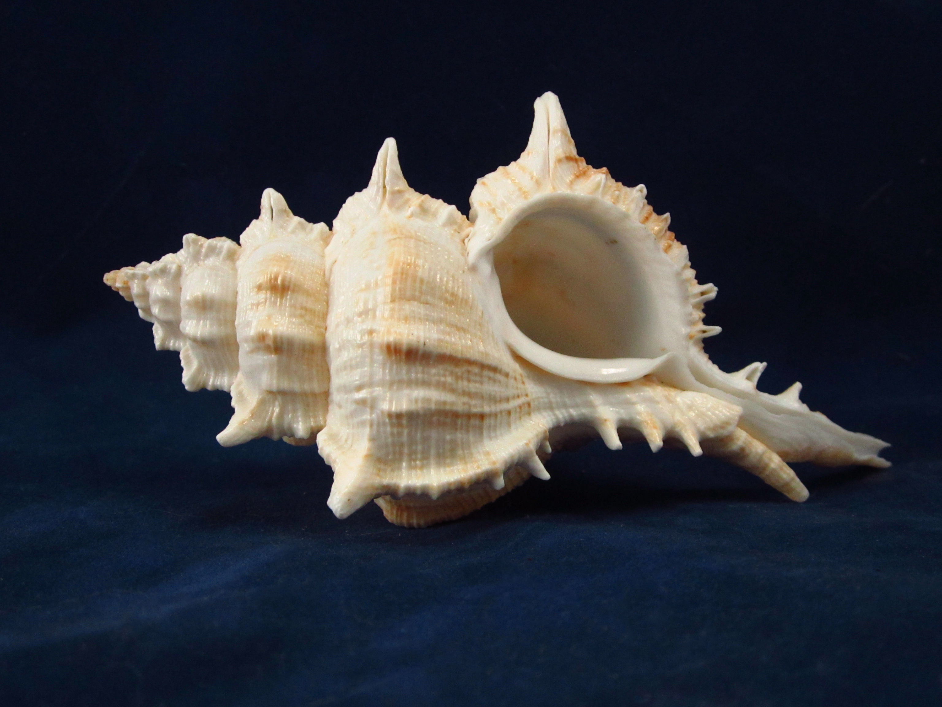 Артикул: MurSP-07