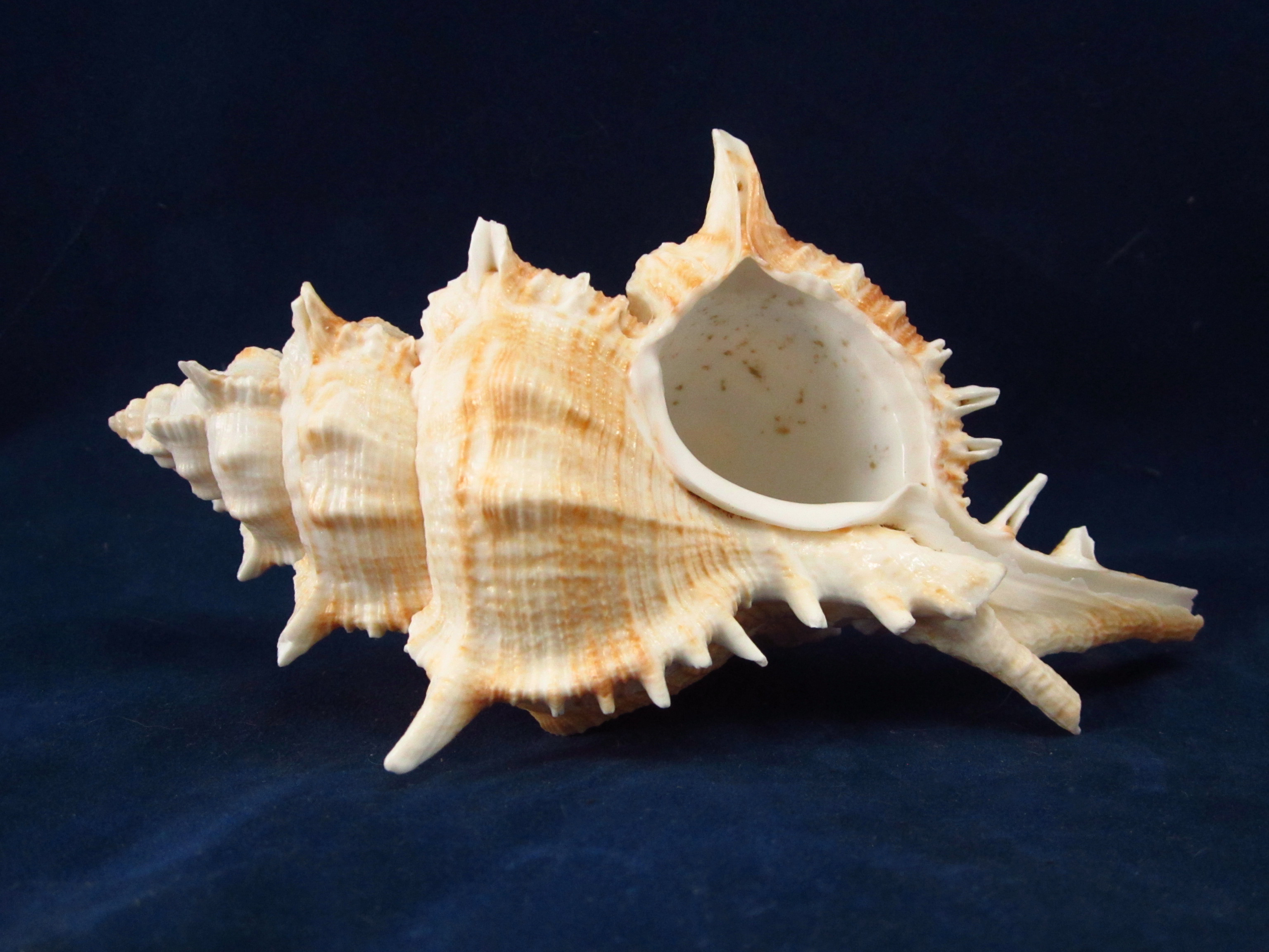 Артикул: MurSP-09