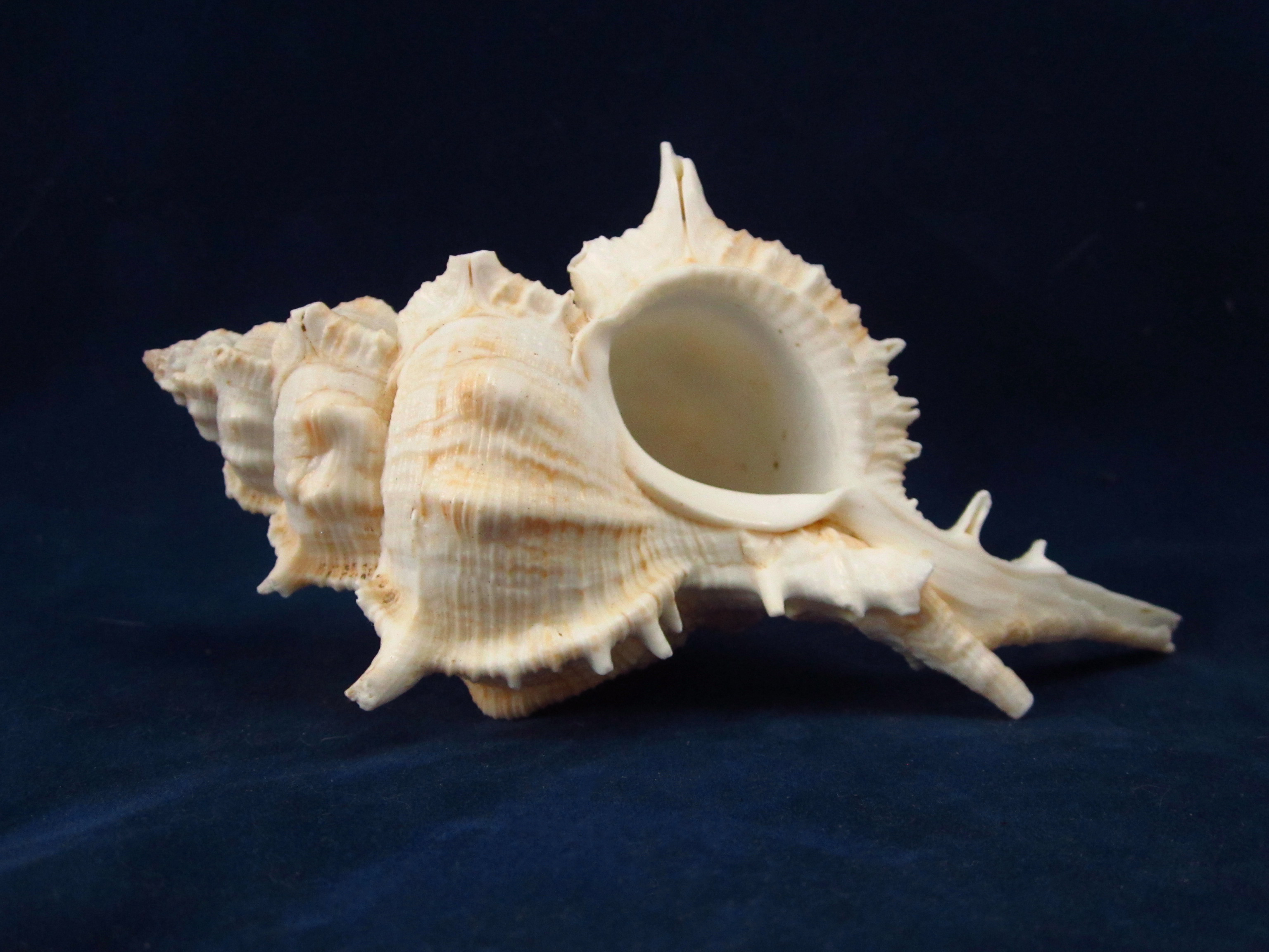 Артикул: MurSP-15