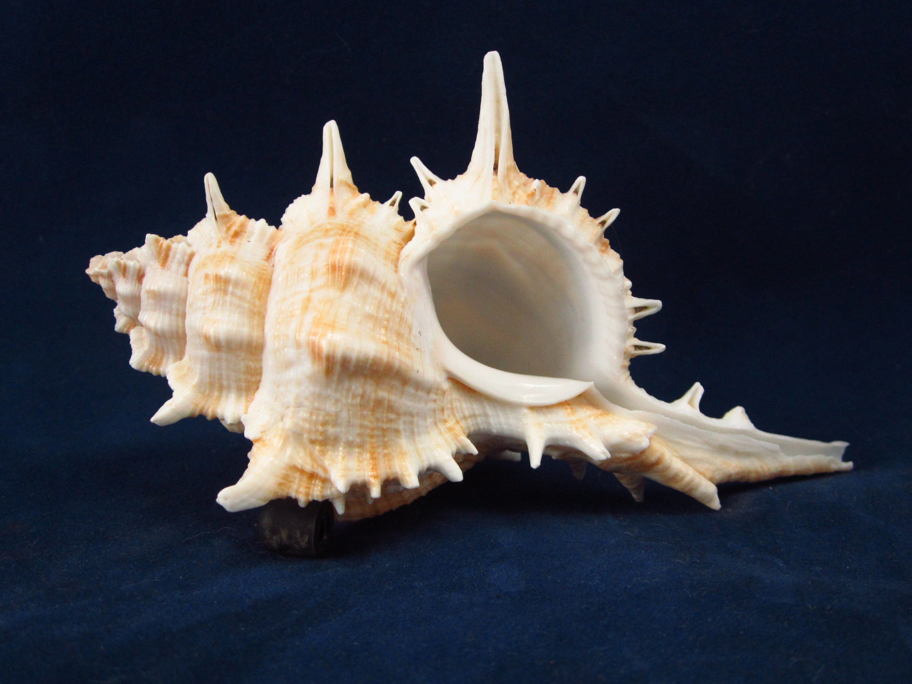 Артикул: MurSP-21