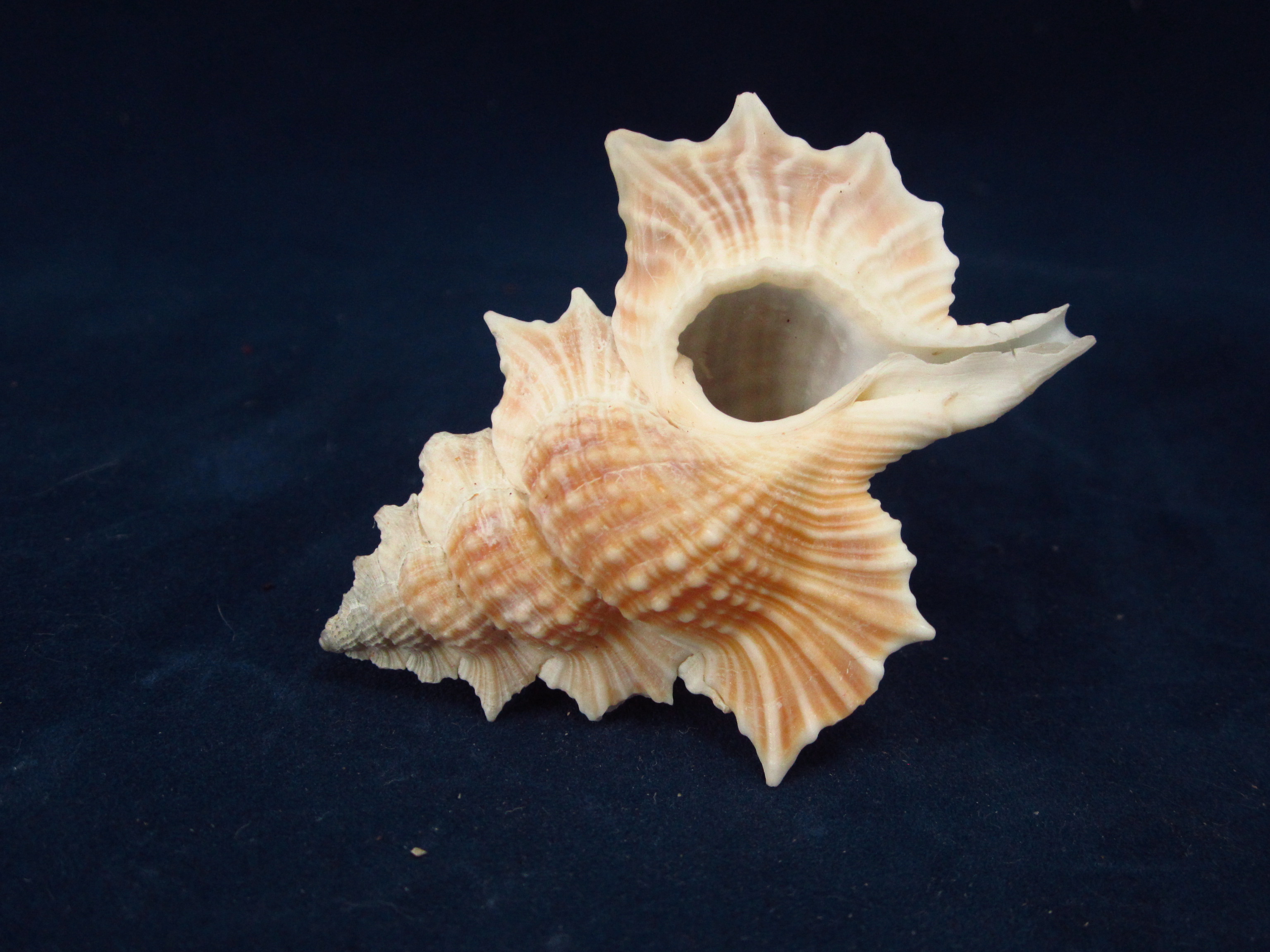 Артикул: RanBiPe-05