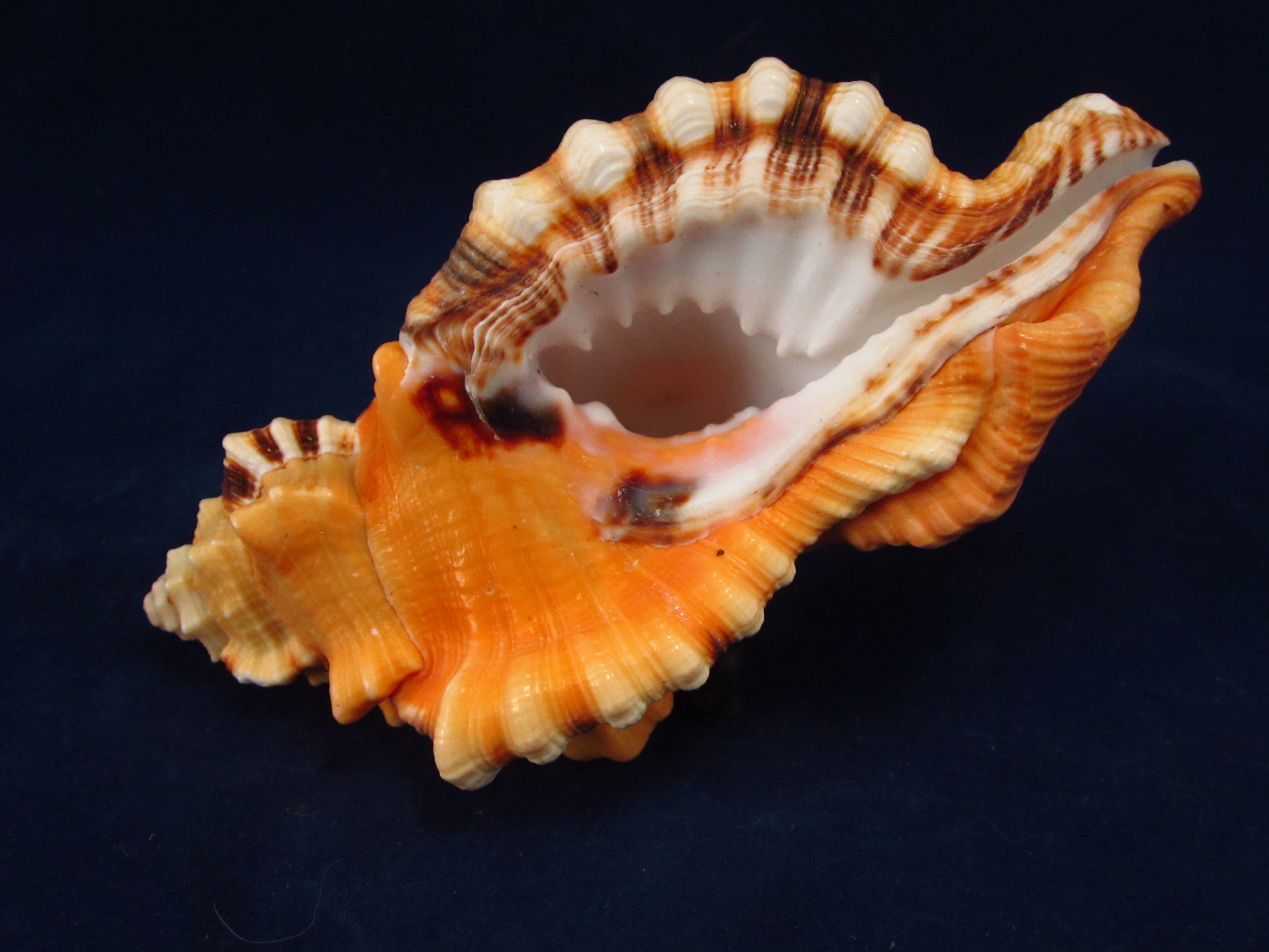 Артикул: RanCyLo-03