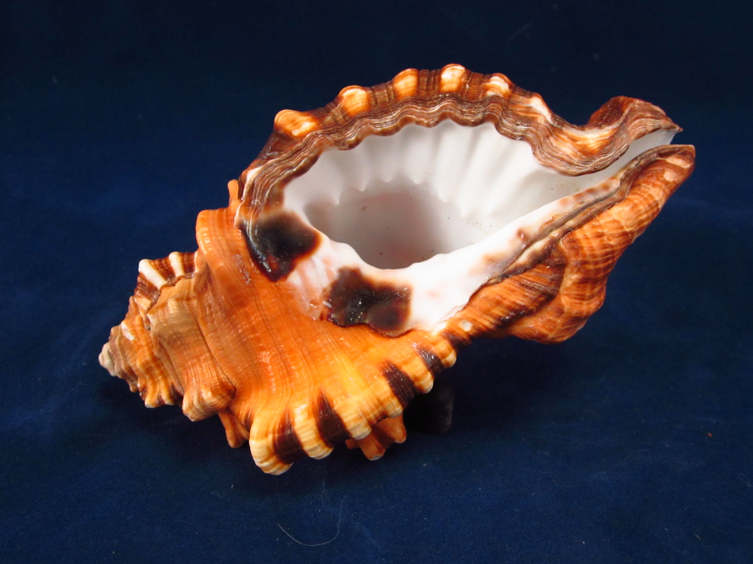 Артикул: RanCyLo-18