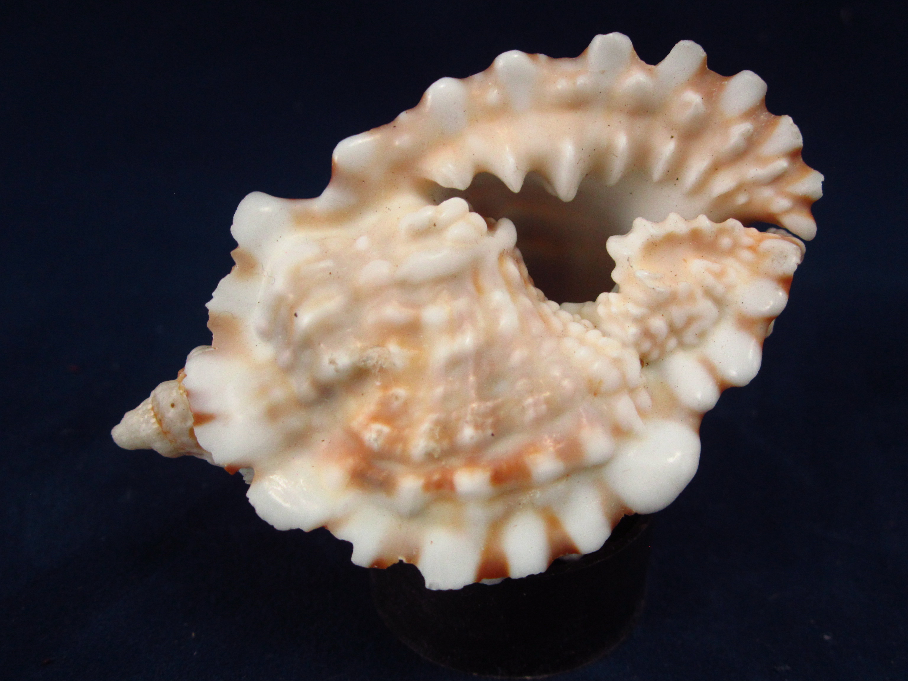 Артикул: RanDiAn-06